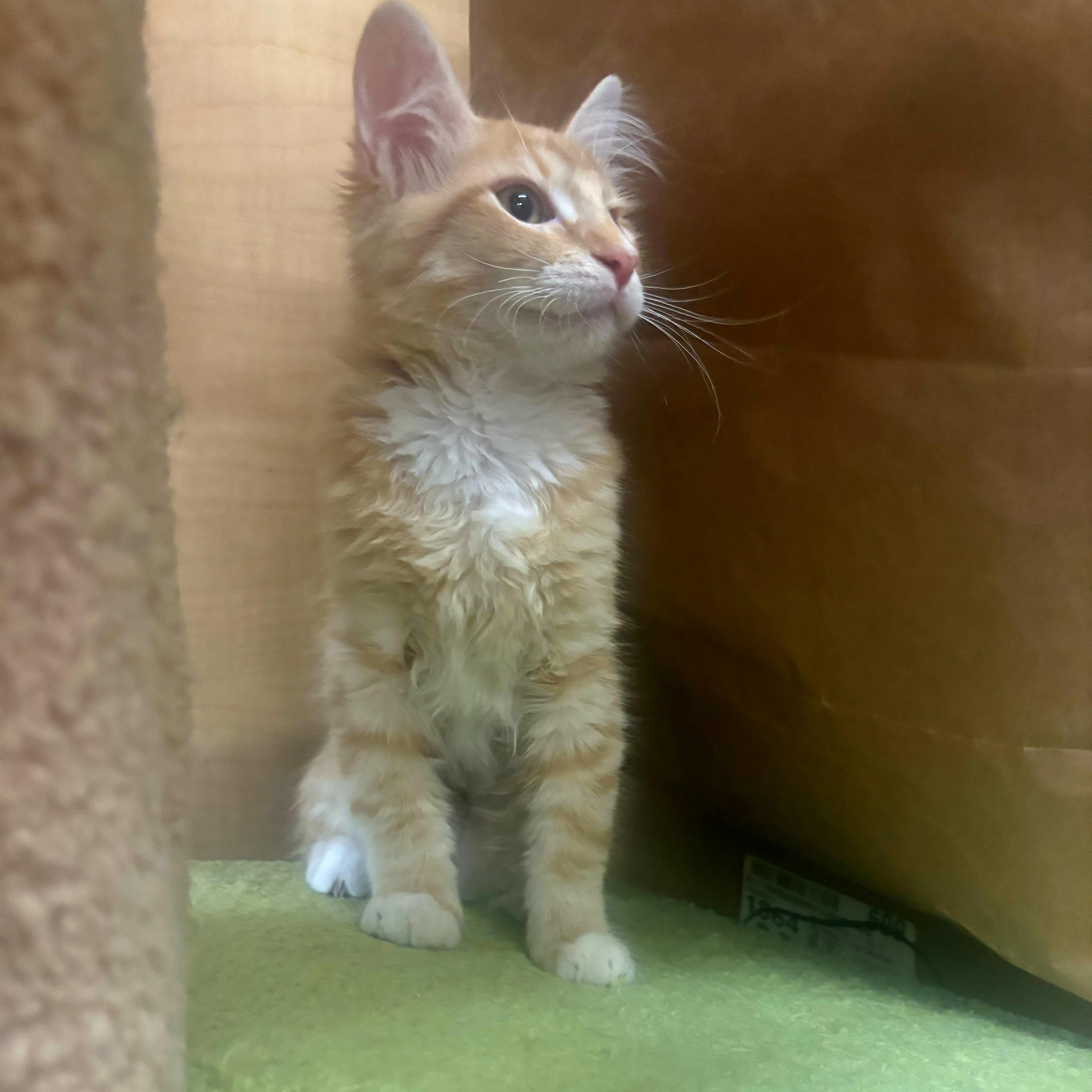 Rita Hayworth, adopted, Kitten Female Domestic Short Hair.
