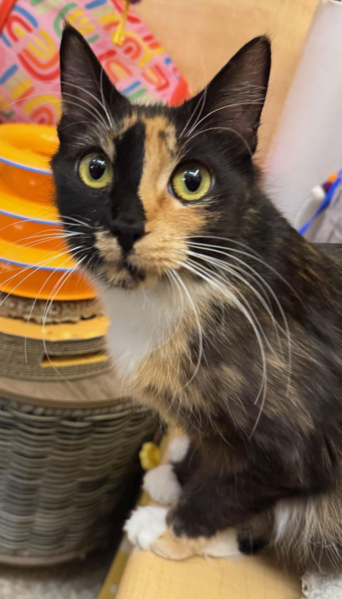 Brie Rps thumbnail 2