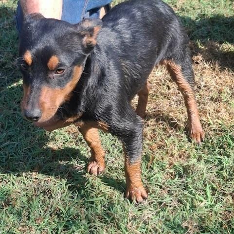 Vivi — thumbnail 2