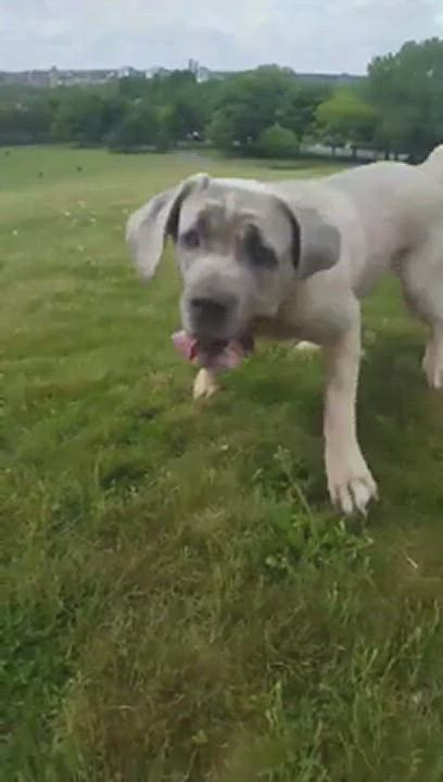 Enlarge BHRR's Latte, a Adopted Neapolitan Mastiff in Oxford Station, ON video 1/4