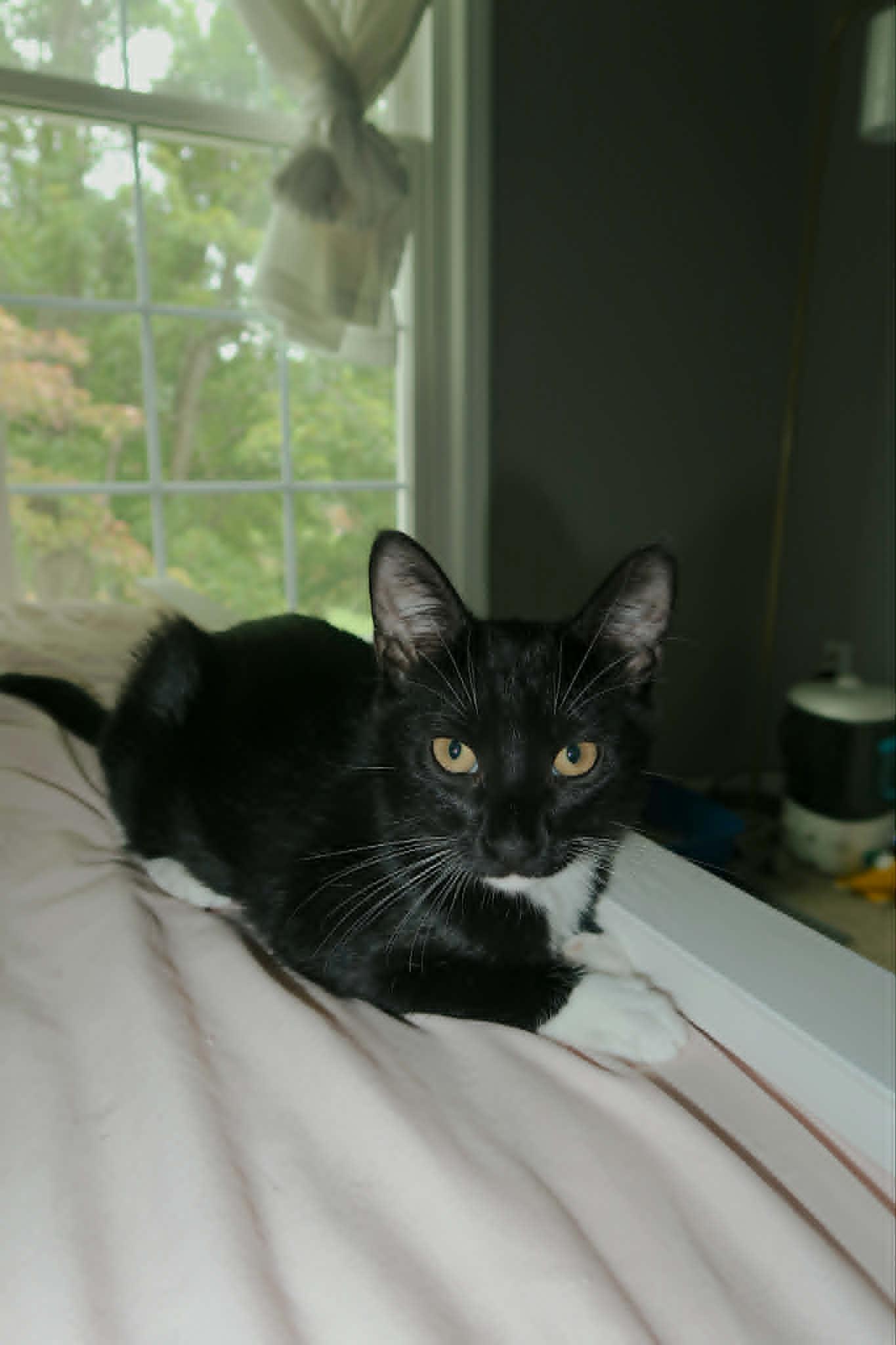Enlarge Bryce, a Adoptable Domestic Short Hair in Overland Park, KS image 2/2
