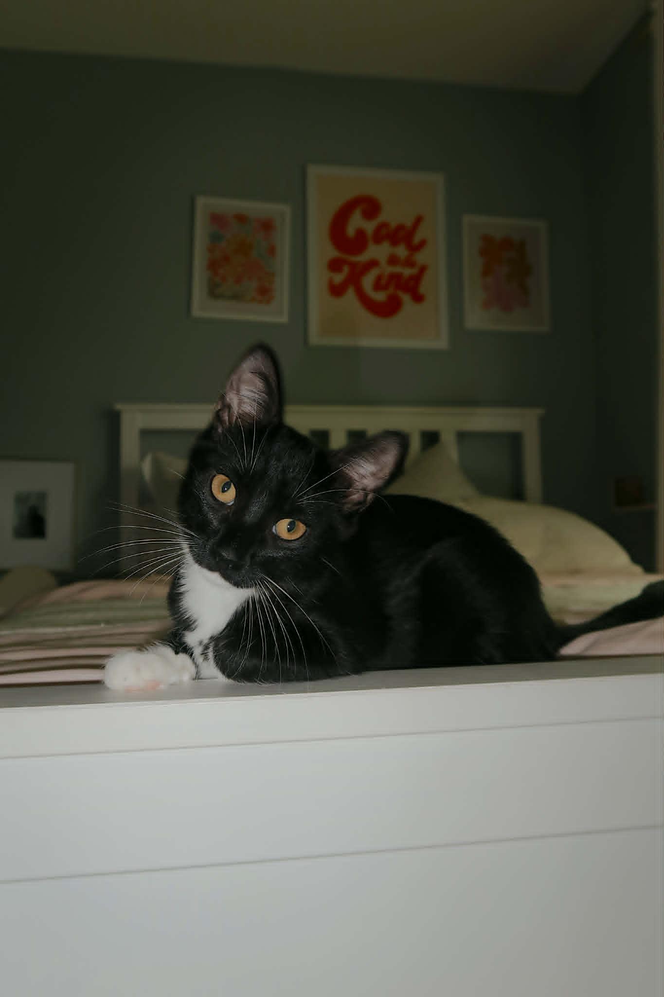 Enlarge Bryce, a Adoptable Domestic Short Hair in Overland Park, KS image 1/2