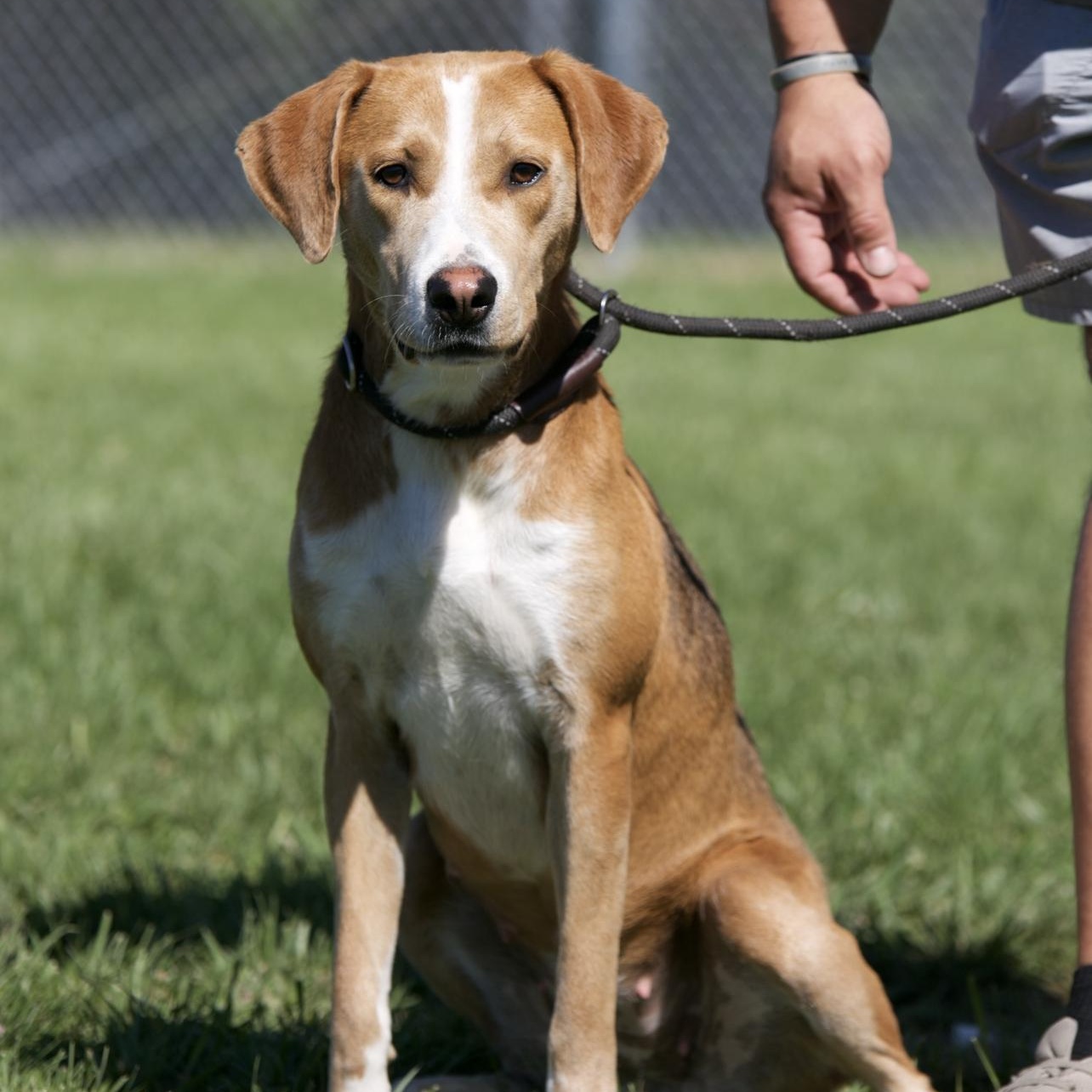 Enlarge Gypsy, a ADOPTABLE mixed breed in Mount Sterling, KY image 2/2