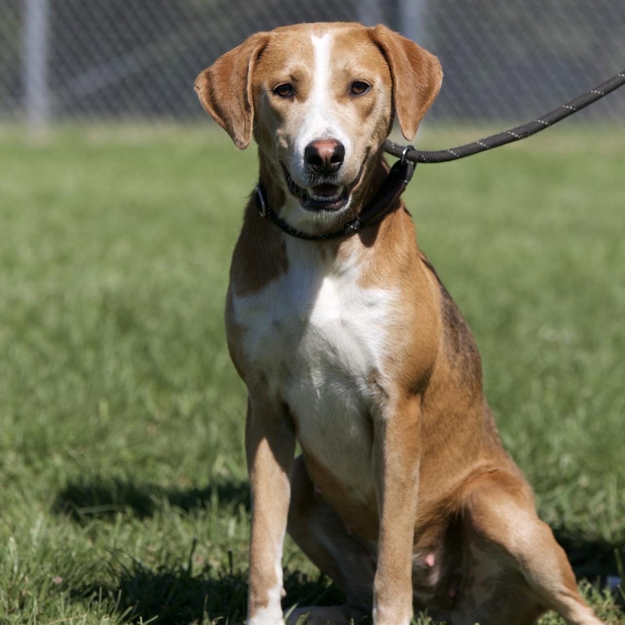Enlarge Gypsy, a ADOPTABLE mixed breed in Mount Sterling, KY image 1/2