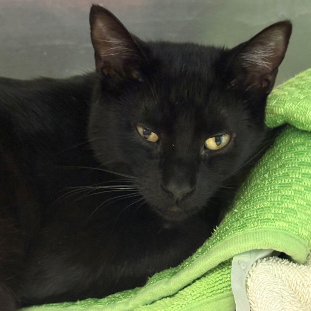 Flint, Adoptable, Young Male Domestic Short Hair.