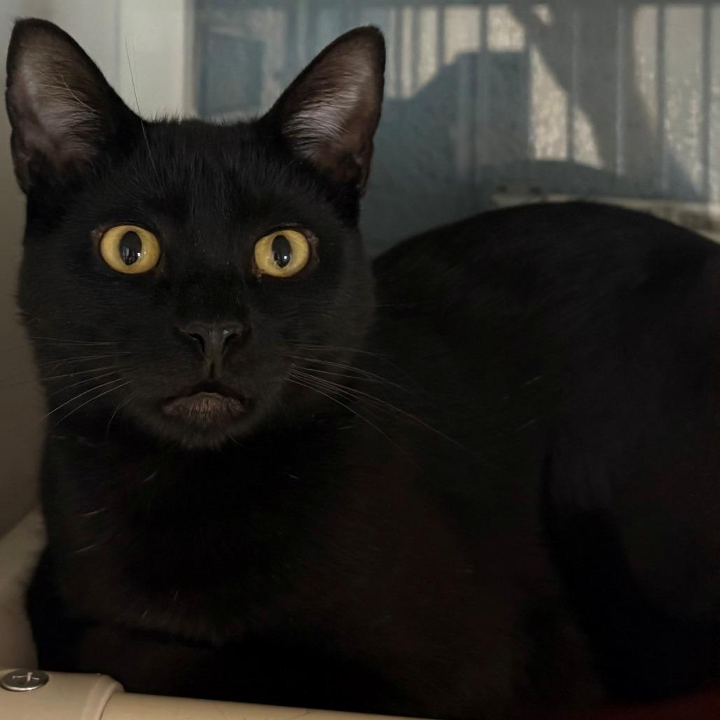 Enlarge Flint, a Adoptable Domestic Short Hair in East Hanover, NJ image 2/3