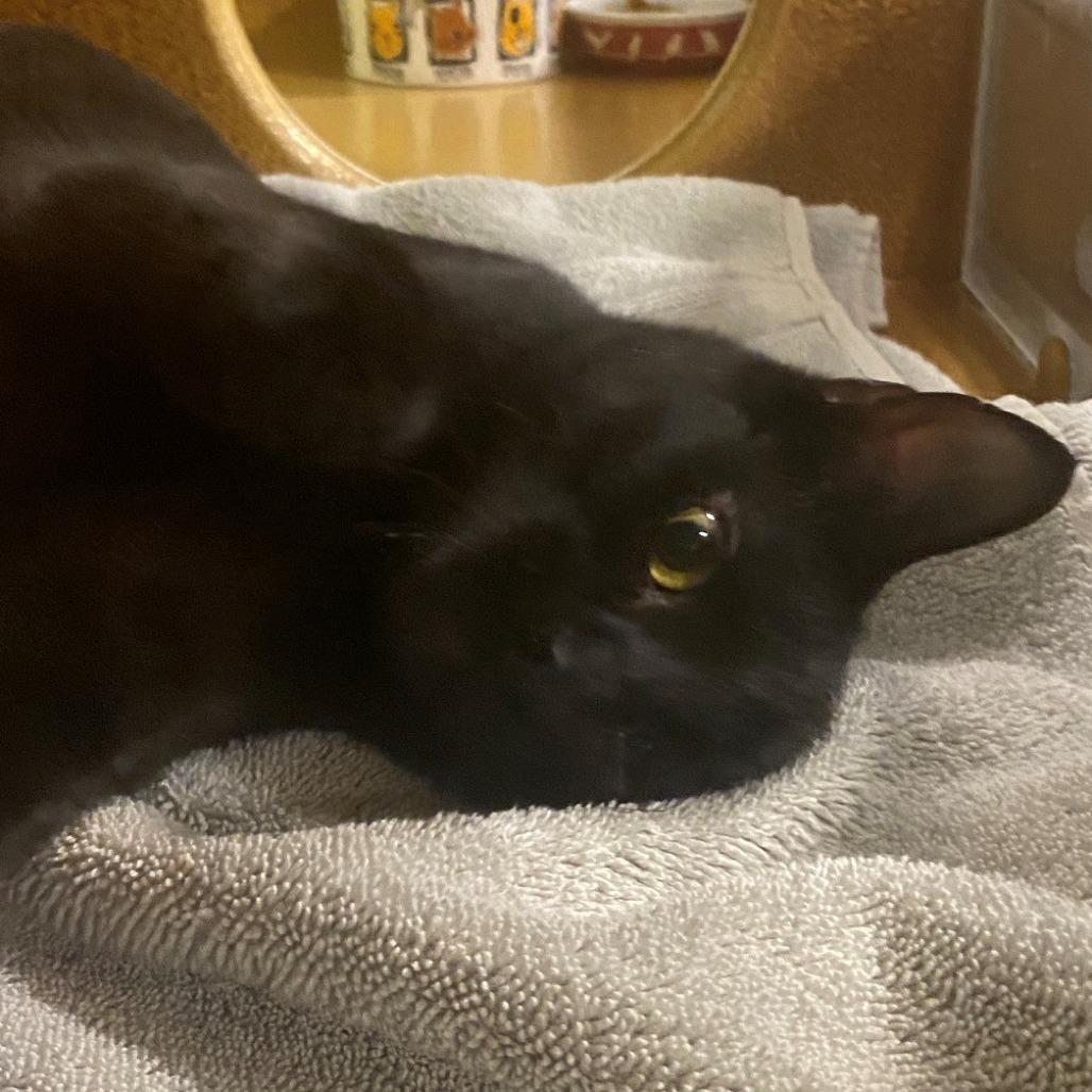 Enlarge Flint, a Adoptable Domestic Short Hair in East Hanover, NJ image 3/4