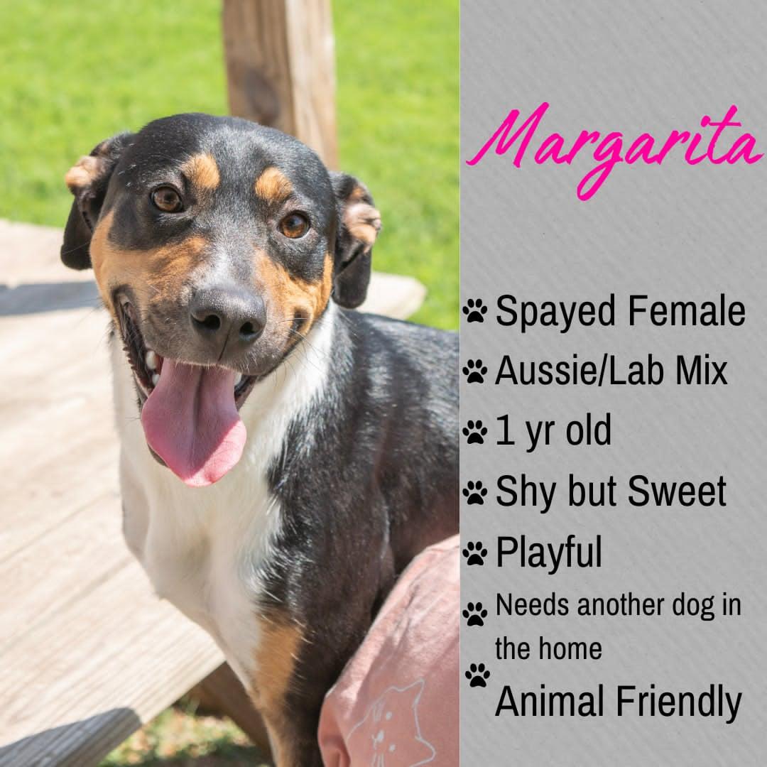 Margarita, ADOPTABLE, Adult Female Australian Shepherd & Labrador Retriever.