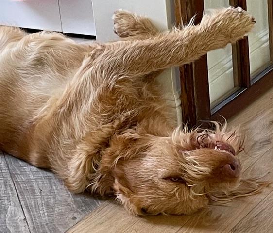 Enlarge Diesel, an adopted mixed breed in Aspen, CO image 4/5