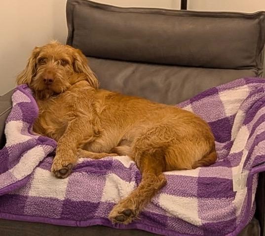 Enlarge Diesel, an adopted mixed breed in Aspen, CO image 5/5