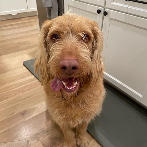 Diesel, adopted, Young Male Goldendoodle & Labradoodle.
