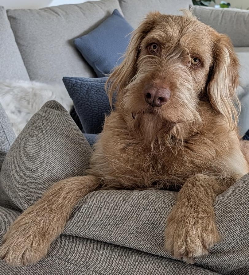 Enlarge Diesel, an adopted mixed breed in Aspen, CO image 3/5