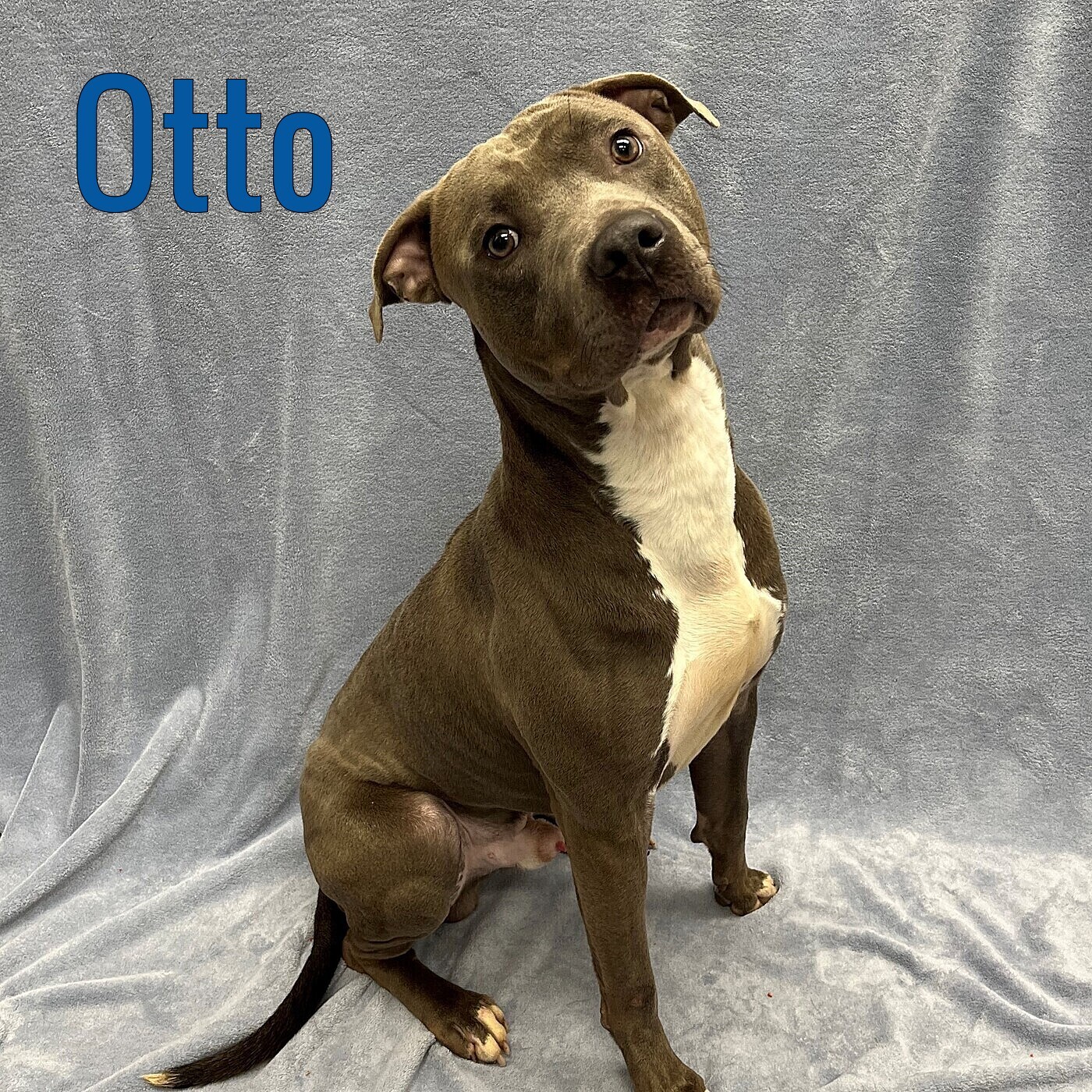 Otto, an adopted Pit Bull Terrier in Pleasantville, NJ_image-1