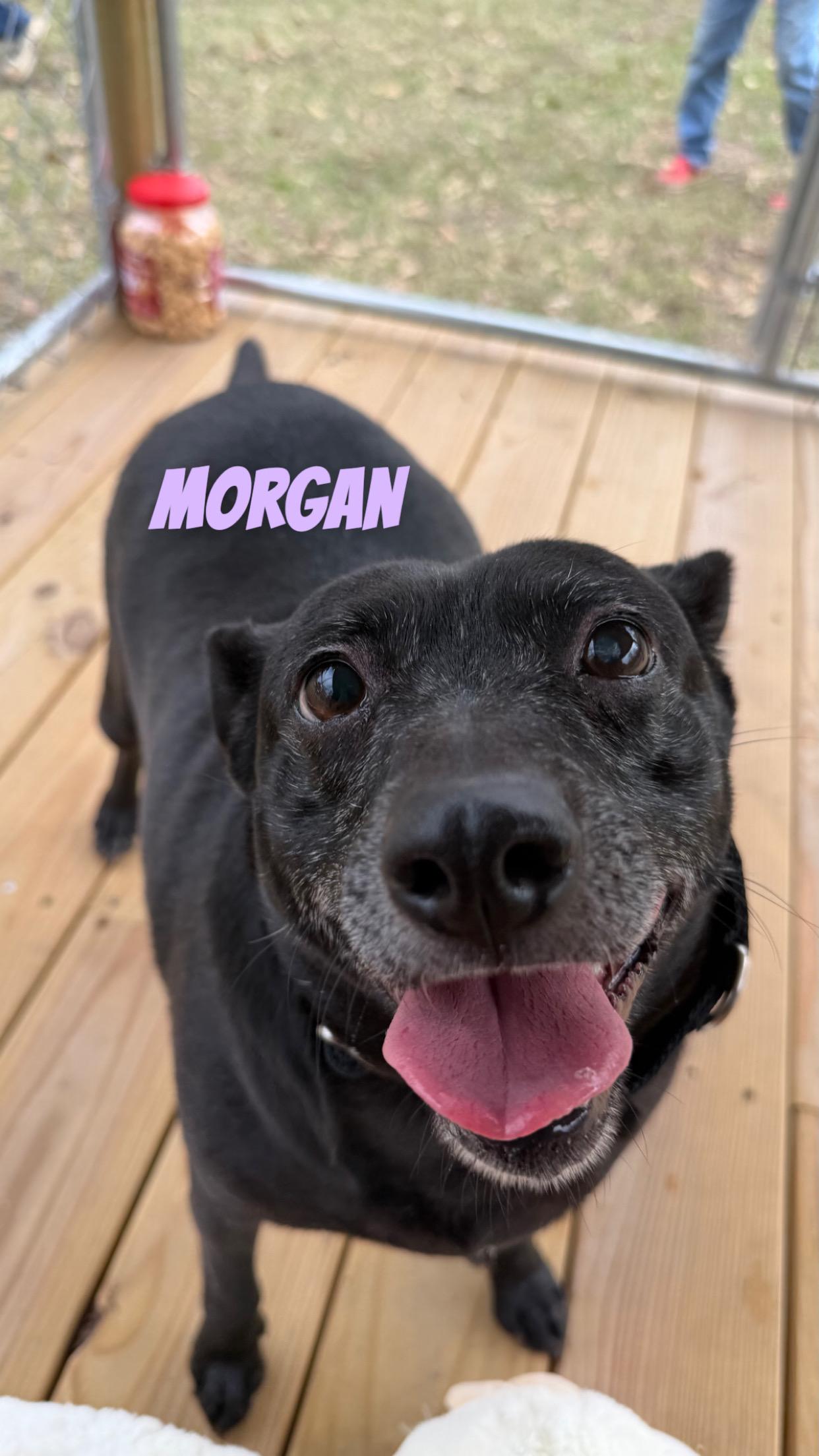 Enlarge Morgan, a ADOPTABLE Mixed Breed in Livingston, TX image 2/2