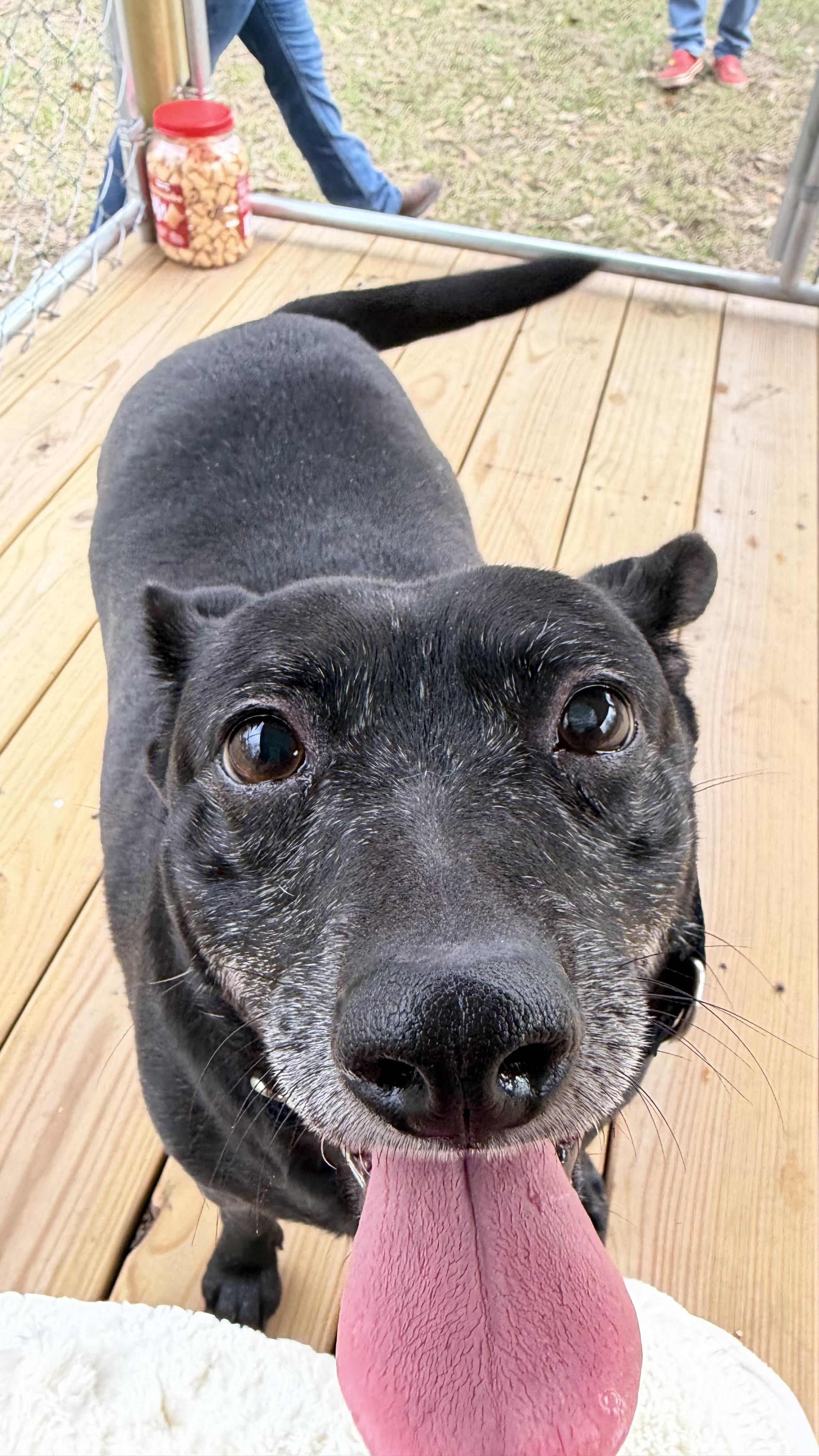 Enlarge Morgan, a ADOPTABLE Mixed Breed in Livingston, TX image 1/2