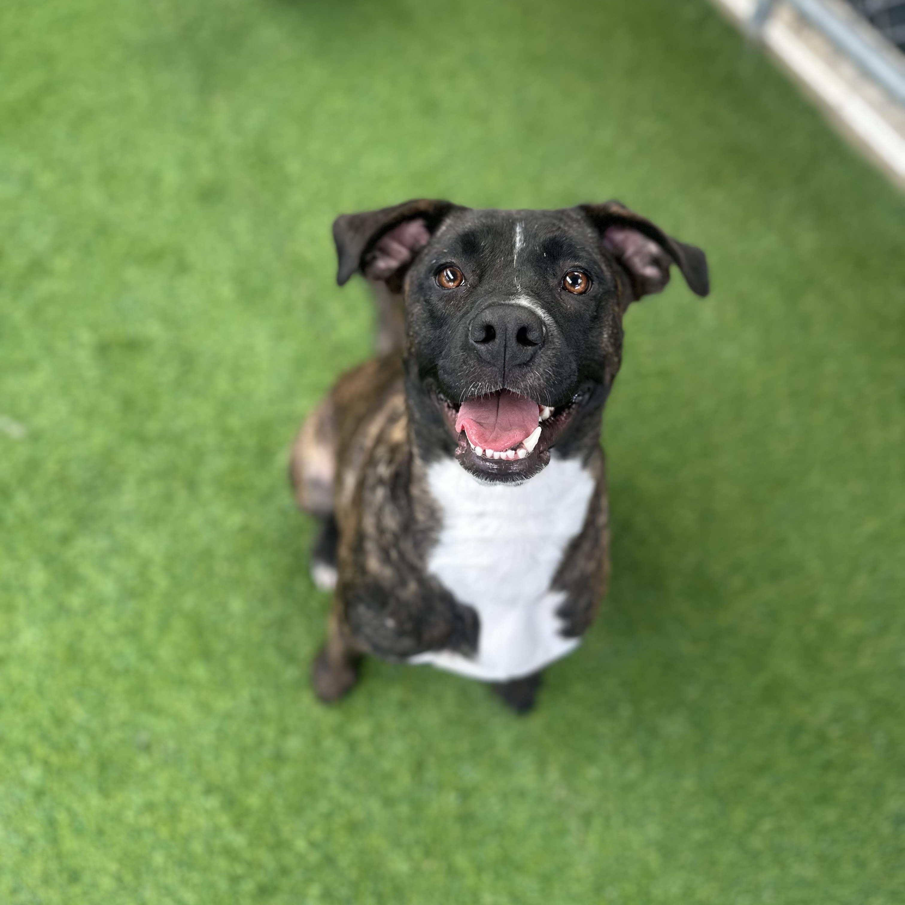 Rosie, Adopted, Young Female Mixed Breed.