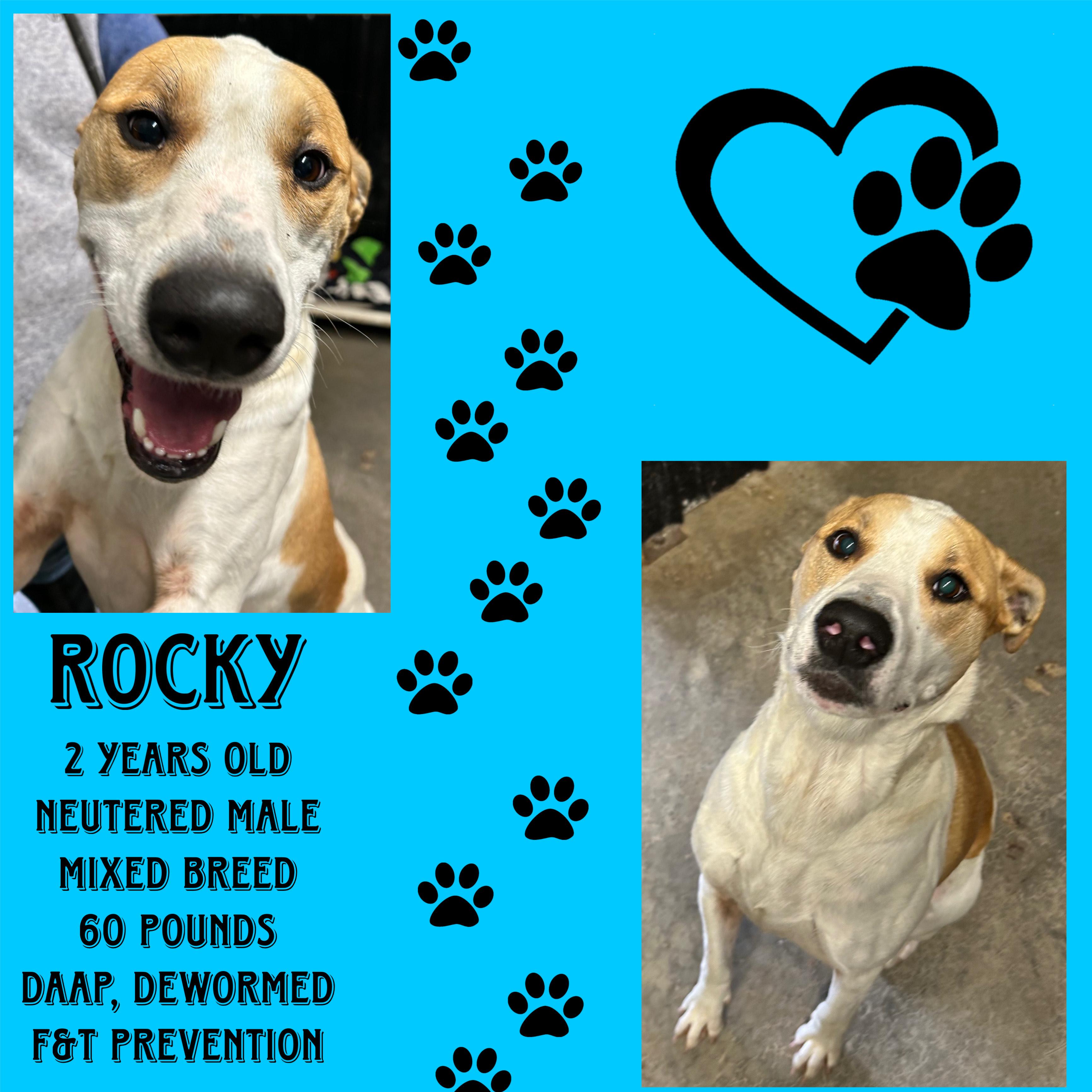 Rocky, ADOPTABLE, Young Male Pit Bull Terrier.