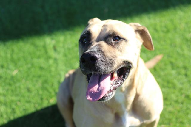 CHARLIE, Adoptable, Young Male Mastiff & Mixed Breed.