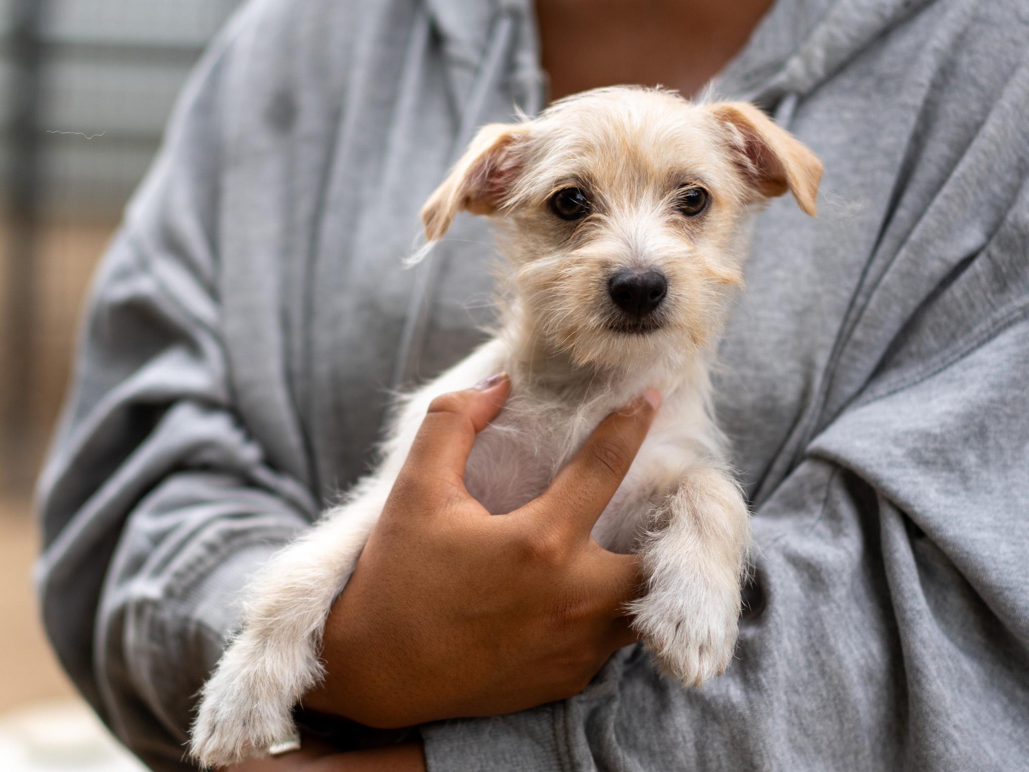 BABY MORO, an adoptable mixed breed in Fresno, CA image 3/4