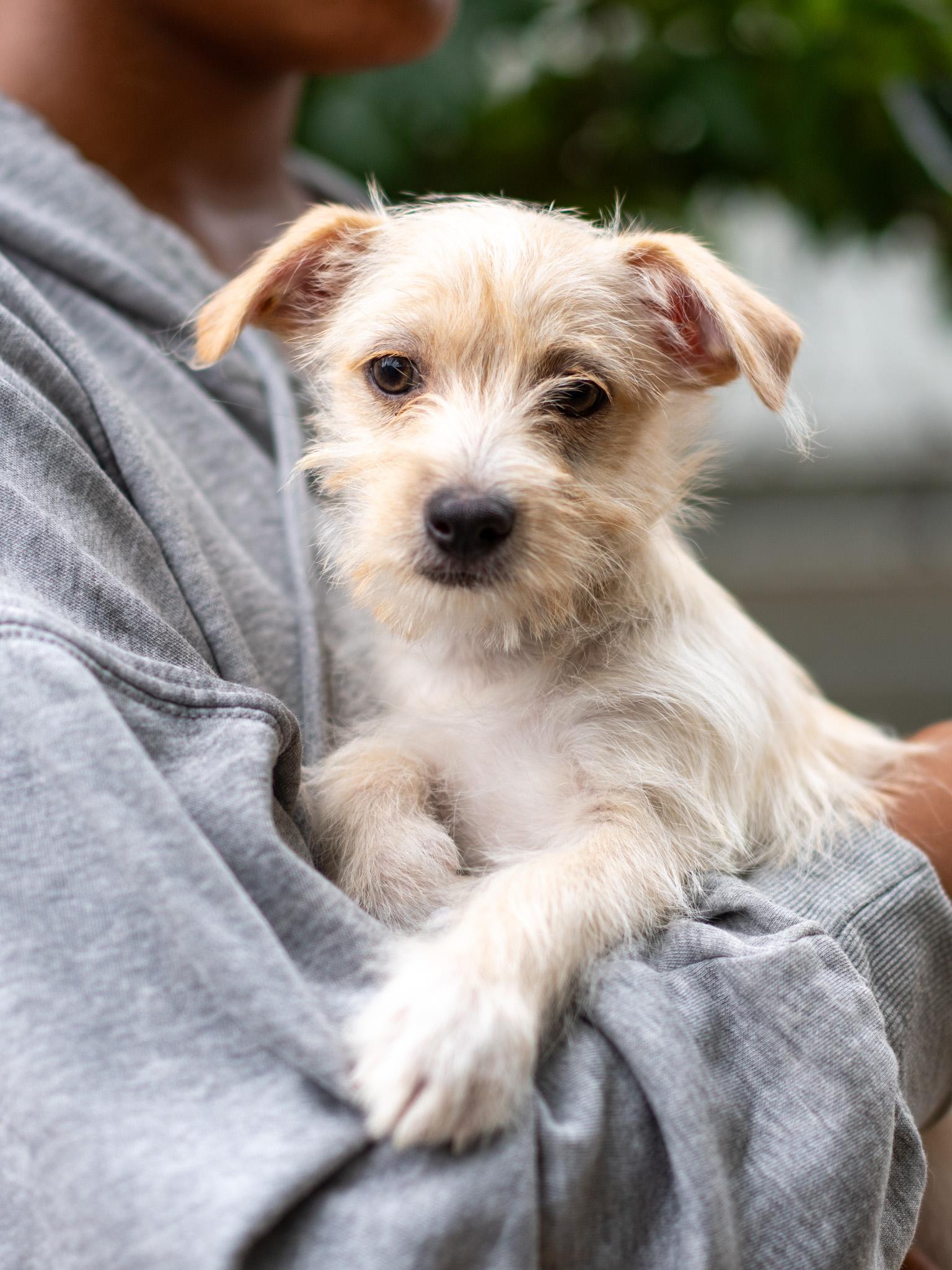 BABY MORO, an adoptable mixed breed in Fresno, CA image 2/4