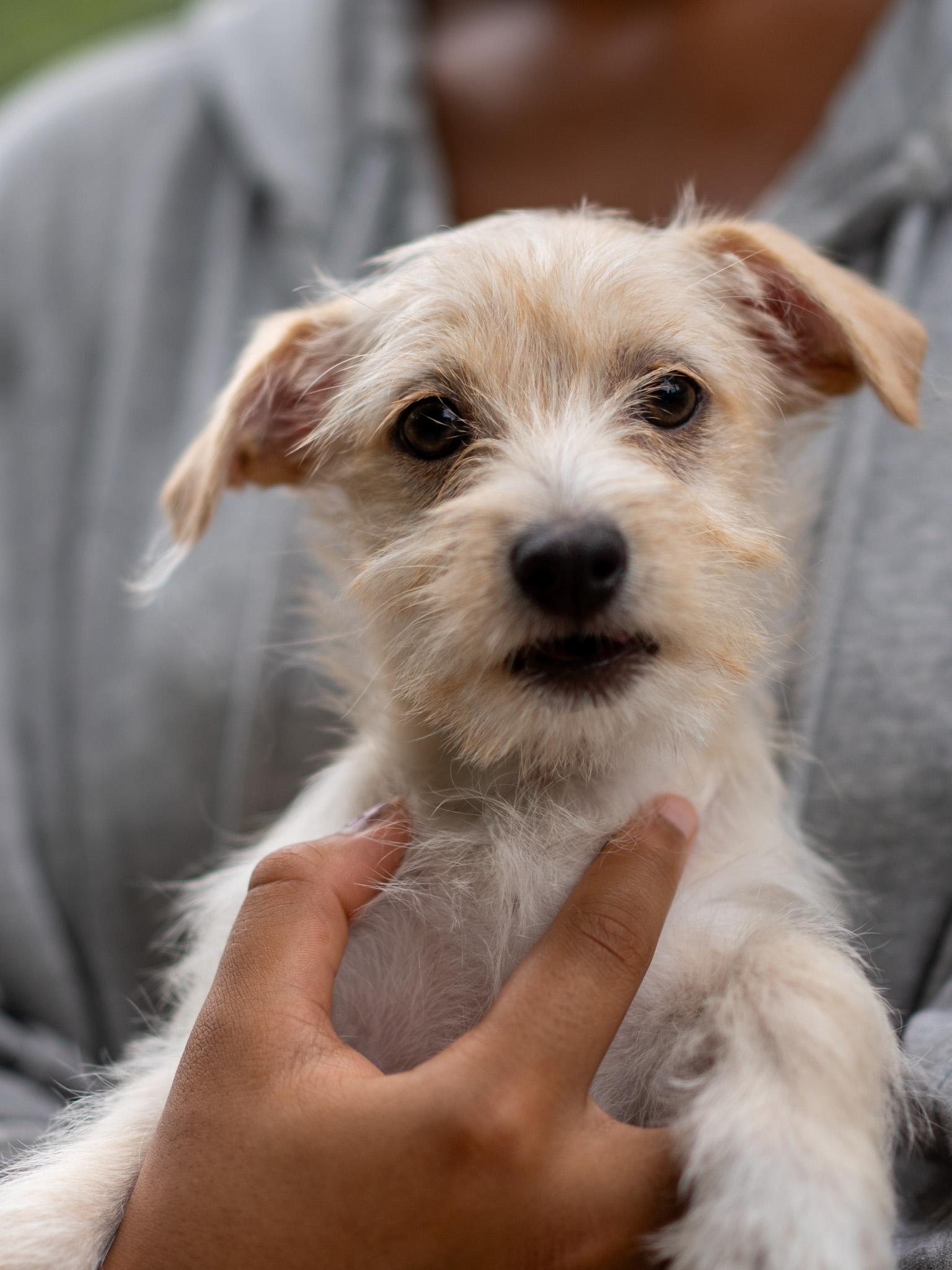 BABY MORO, adoptable, Puppy Male Maltese.