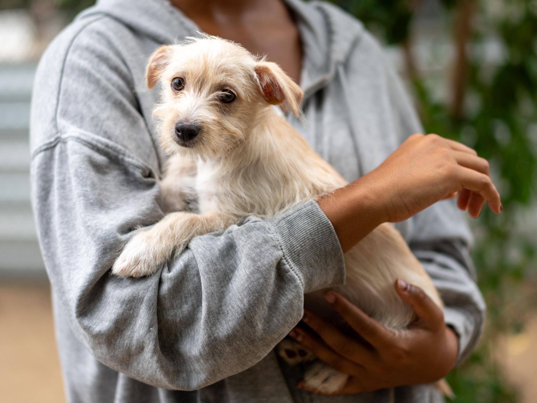 BABY MORO, an adoptable mixed breed in Fresno, CA image 4/4