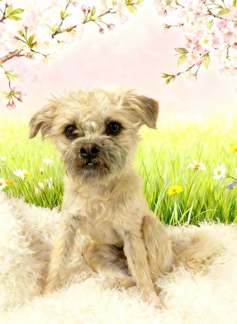Taz, Adoptable, Puppy Male Pug & Mixed Breed.