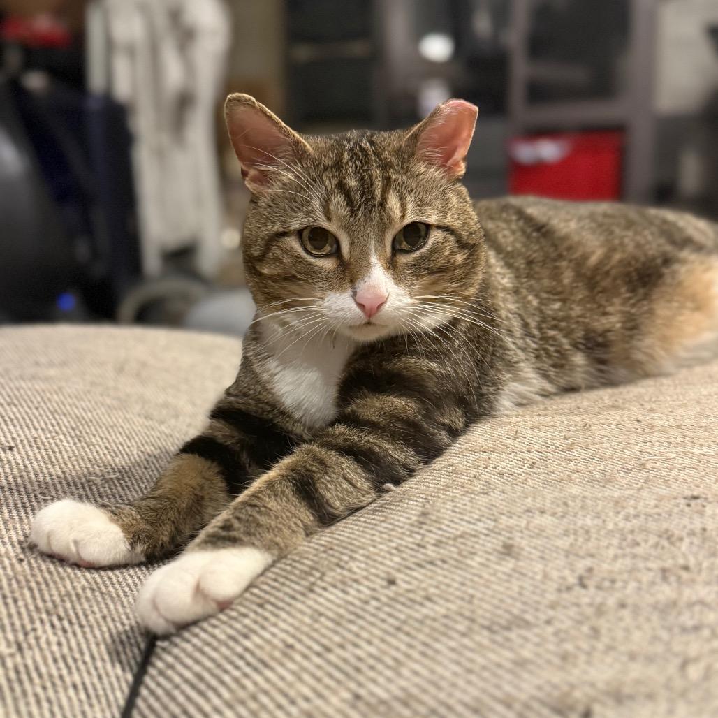 Enlarge Pickles- Working Cat, a Adoptable Domestic Short Hair in Jarrettsville, MD image 1/6