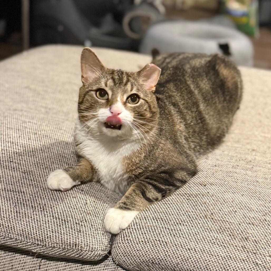 Enlarge Pickles- Working Cat, a Adoptable Domestic Short Hair in Jarrettsville, MD image 2/6