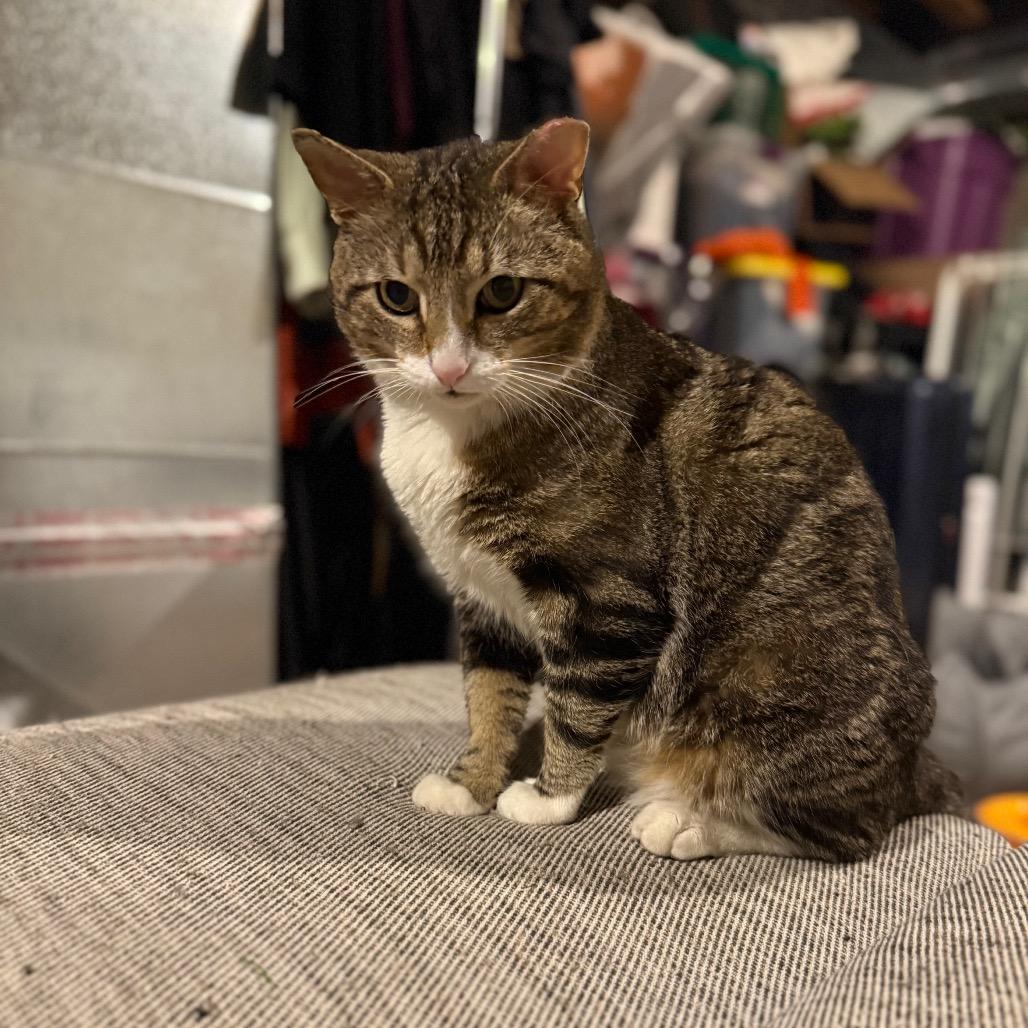 Enlarge Pickles- Working Cat, a Adoptable Domestic Short Hair in Jarrettsville, MD image 3/6