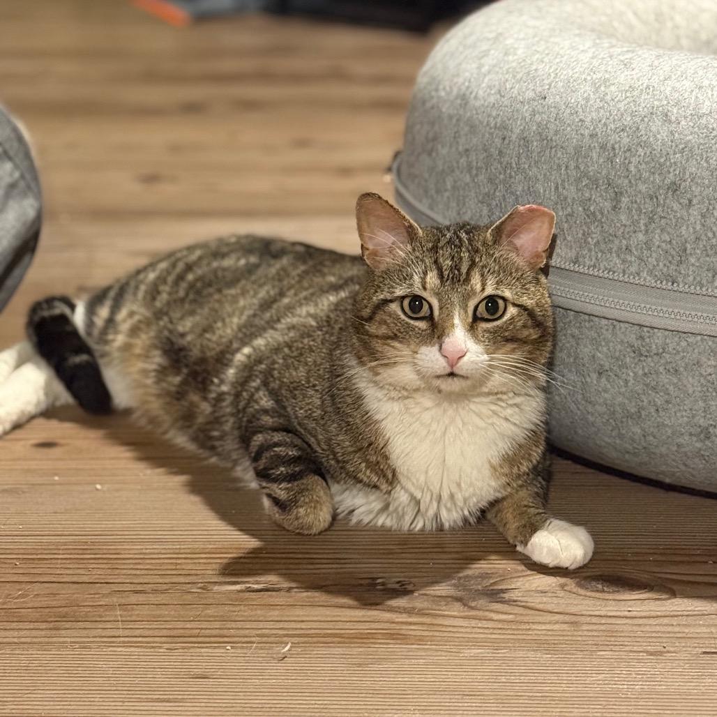Enlarge Pickles- Working Cat, a Adoptable Domestic Short Hair in Jarrettsville, MD image 4/6