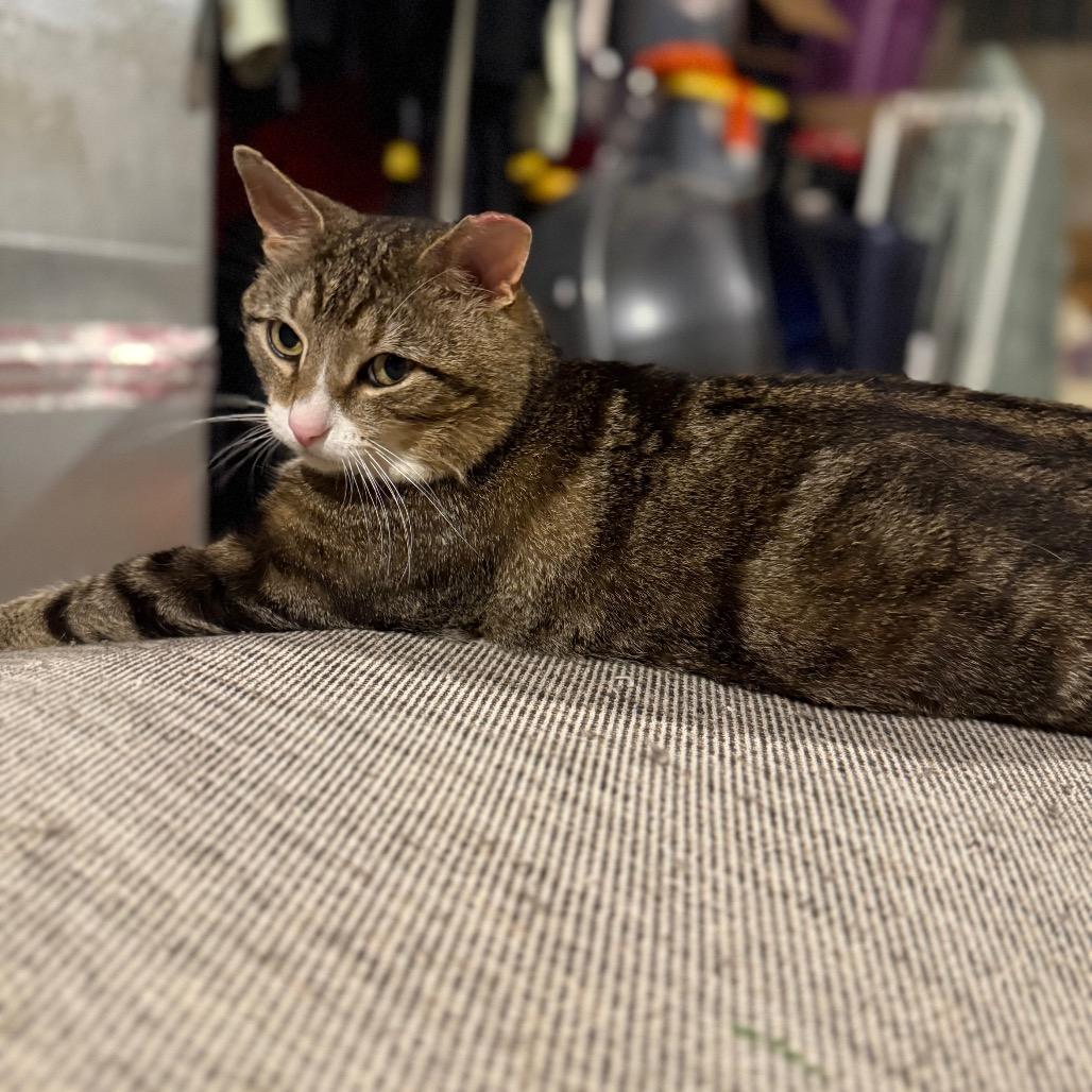Enlarge Pickles- Working Cat, a Adoptable Domestic Short Hair in Jarrettsville, MD image 5/6