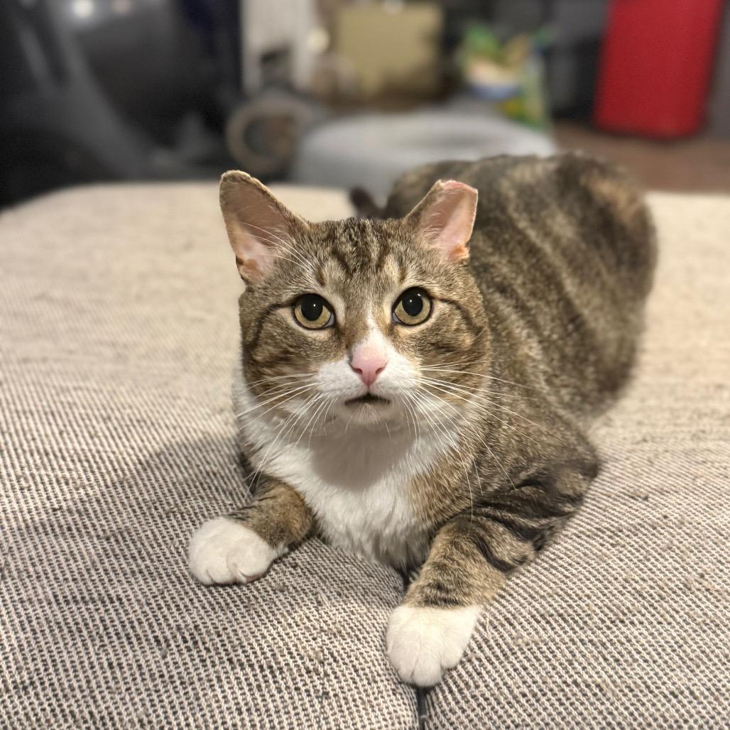 Enlarge Pickles- Working Cat, a Adoptable Domestic Short Hair in Jarrettsville, MD image 6/6