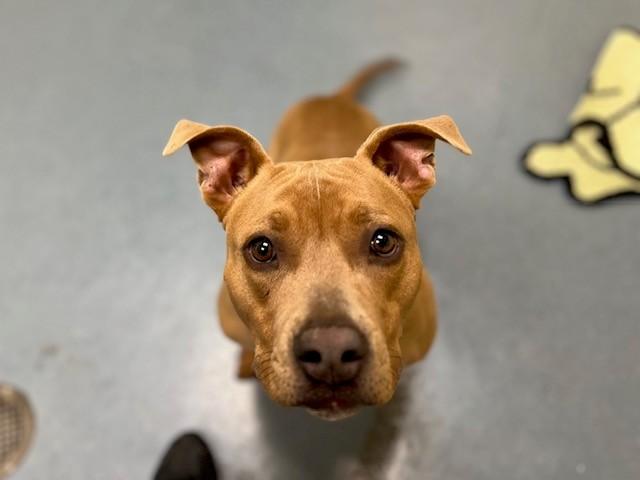 SCRAPPY, Adoptable, Young Male Pit Bull Terrier.