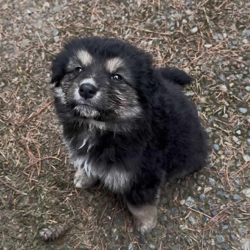 Enlarge Langdon, a Adoptable German Shepherd Dog in Tacoma, WA image 3/3