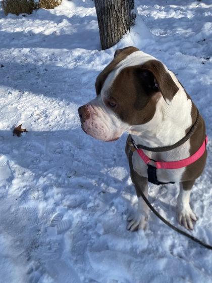 Atlas, Adoptable, Young Male American Bulldog & Mixed Breed.