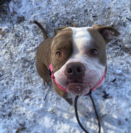 Enlarge Atlas, a Adoptable mixed breed in Hobart, IN image 2/3