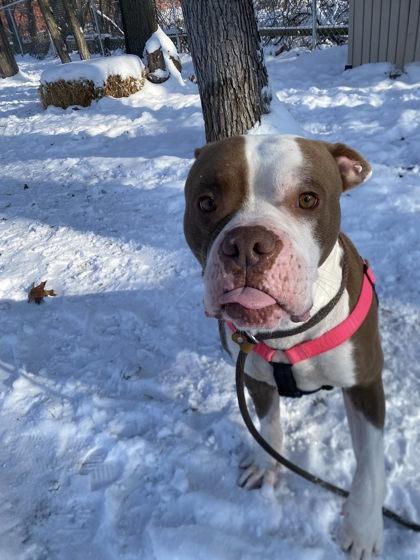 Enlarge Atlas, a Adoptable mixed breed in Hobart, IN image 3/3