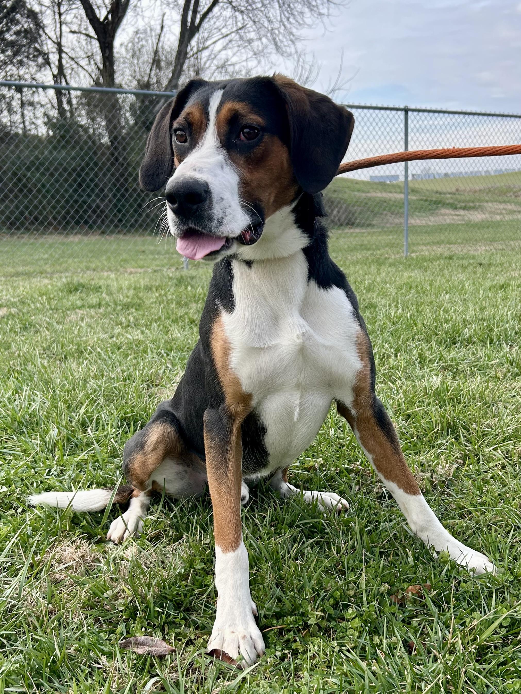 Brock, ADOPTABLE, Young Male Coonhound.