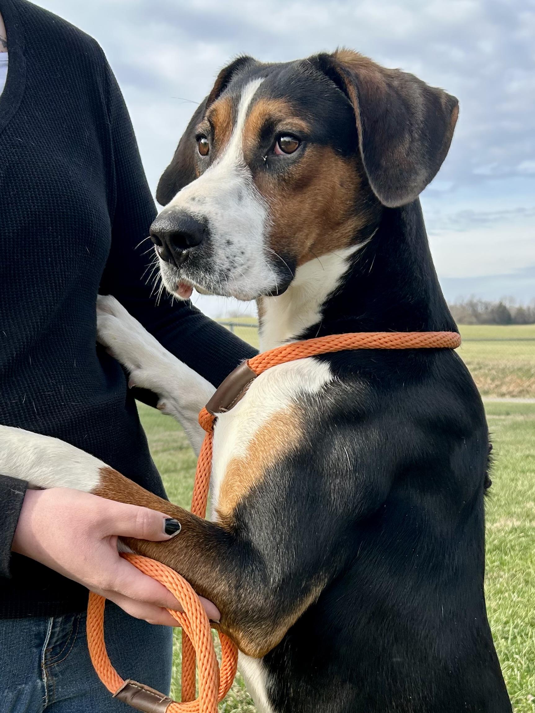 Enlarge Brock, a ADOPTABLE Coonhound in Franklin, KY image 4/6