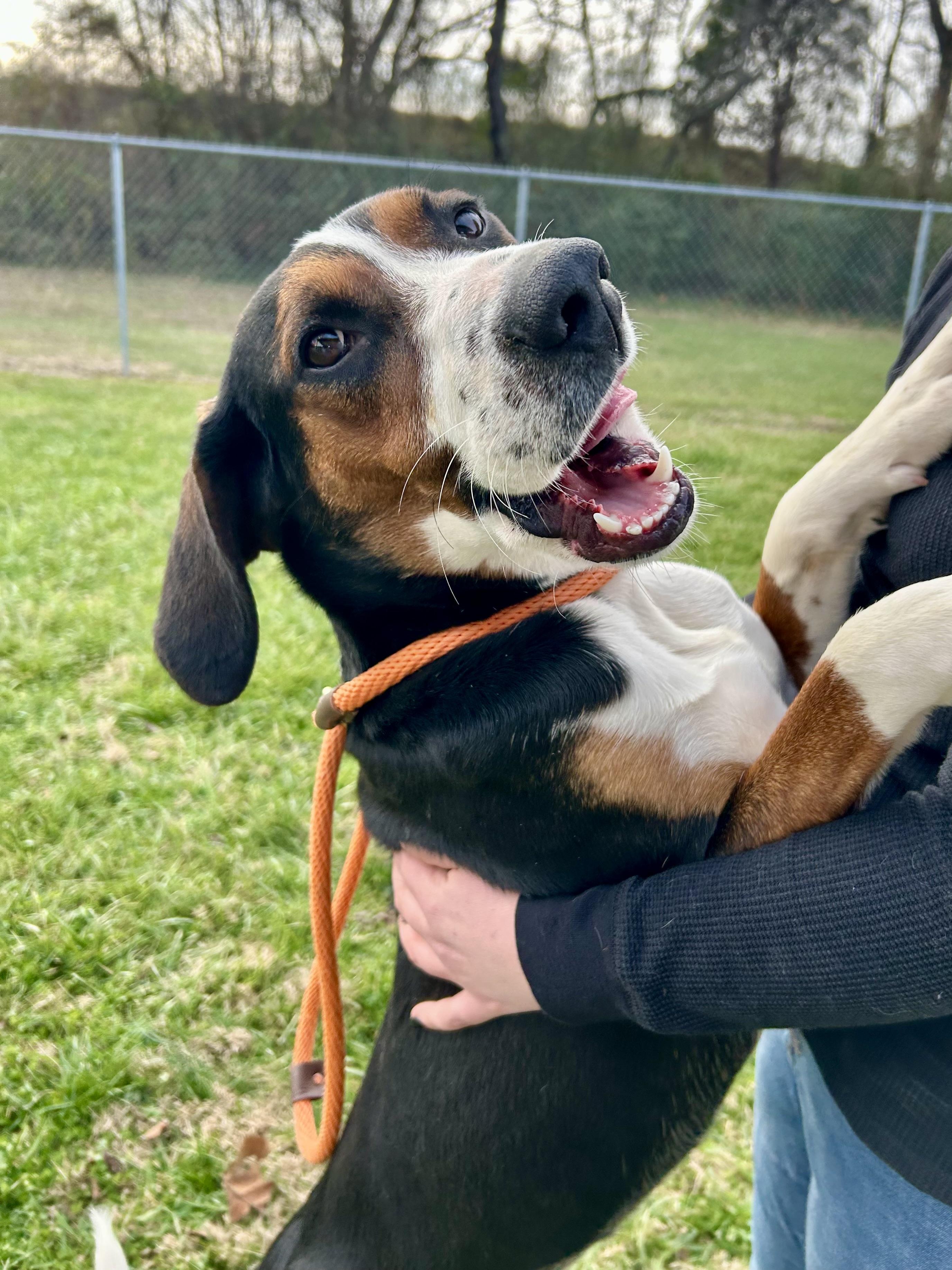 Enlarge Brock, a ADOPTABLE Coonhound in Franklin, KY image 3/6