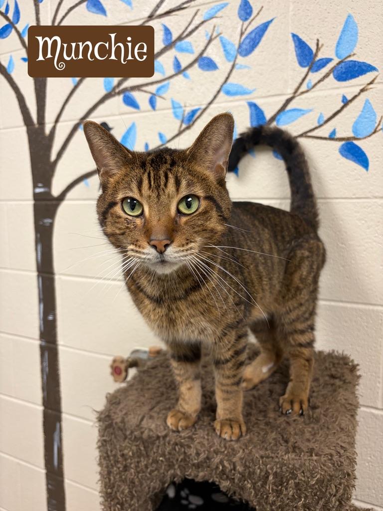 Enlarge Munchie, an adopted Tabby in Valparaiso, IN image 1/1