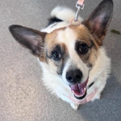 Enlarge Marbles, a Adoptable mixed breed in Washington DC, DC image 1/3