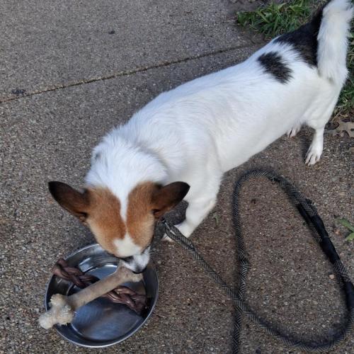 Enlarge Marbles, a Adoptable mixed breed in Washington DC, DC image 2/3