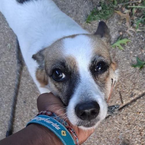 Enlarge Marbles, a Adoptable mixed breed in Washington DC, DC image 3/3