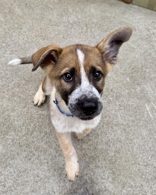 EDMUND, Adoptable, Puppy Male Australian Cattle Dog / Blue Heeler & Mixed Breed.