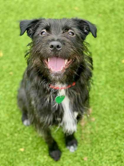 Raven, Adoptable, Adult Female Mixed Breed & Mixed Breed.
