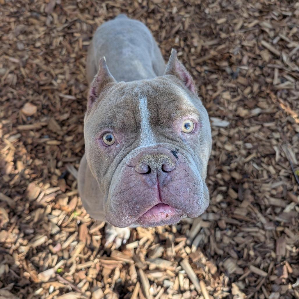 Gandalf, Adoptable, Adult Male Pit Bull Terrier.