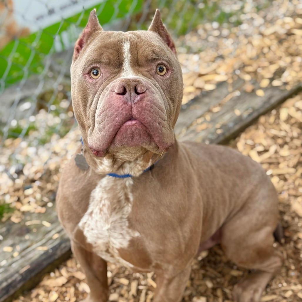 Enlarge Gandalf, a Adoptable Pit Bull Terrier in Tacoma, WA image 2/3