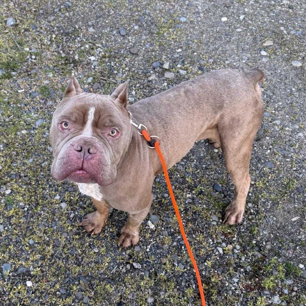 Enlarge Gandalf, a Adoptable Pit Bull Terrier in Tacoma, WA image 3/3